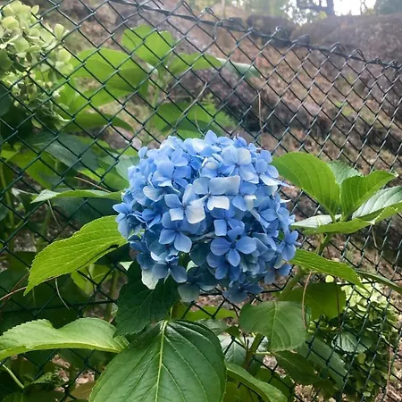 Casa de Férias Sobreiro Valley - Casa Firmino