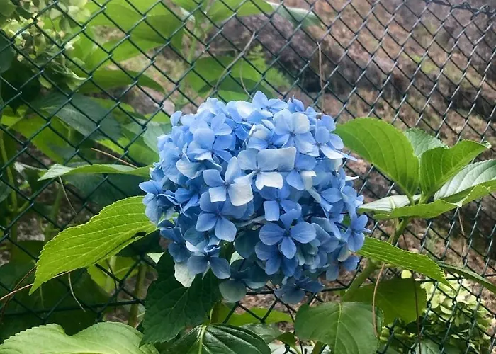 펜션 Sobreiro Valley - Casa Firmino